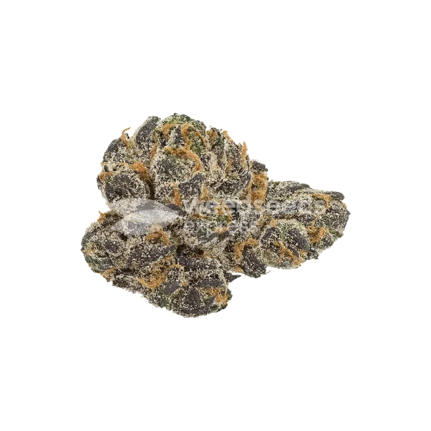 Bud de Cookies and Cream Auto