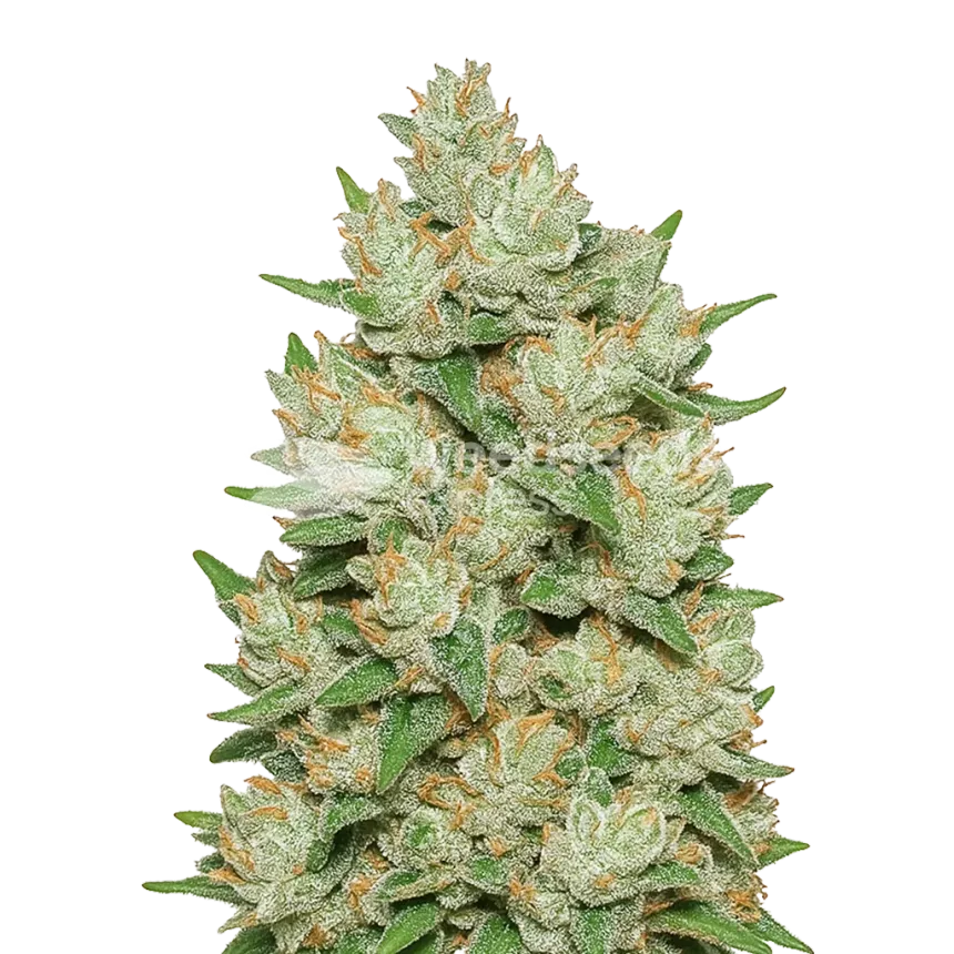 Plante de Cookies and Cream Auto