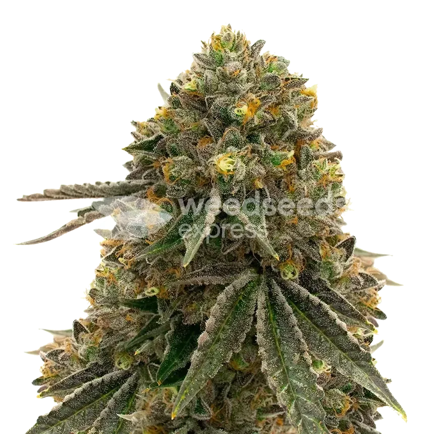 Critical 47 plant