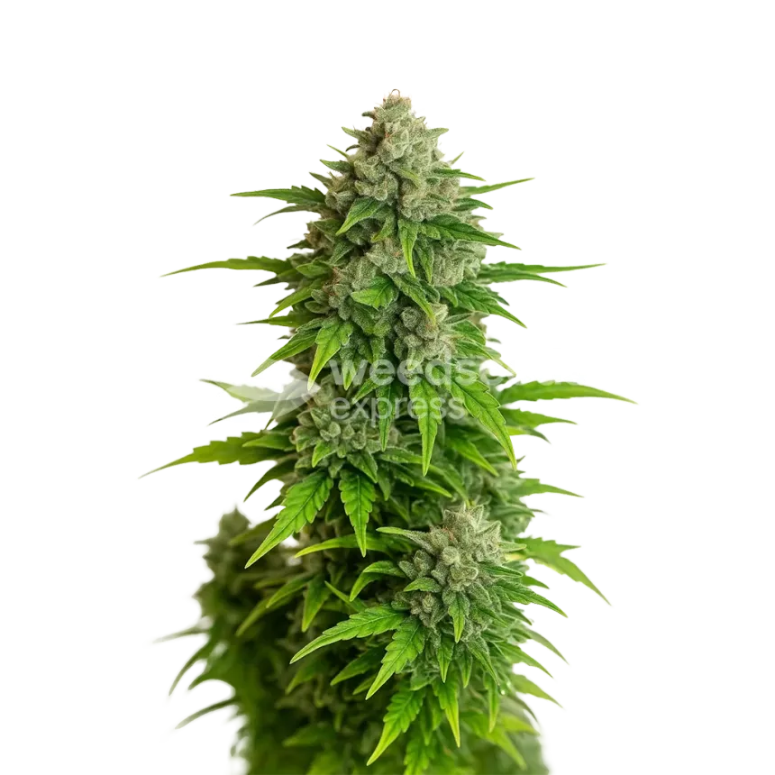 Critical Auto Plant