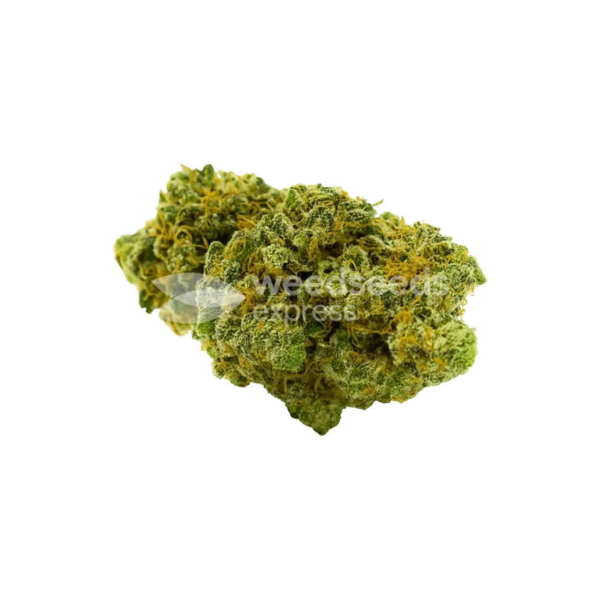 Critical Jack Auto Bud