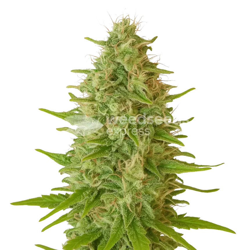 Critical Jack Auto Plant