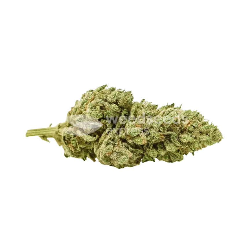 Critical Purple Auto Bud