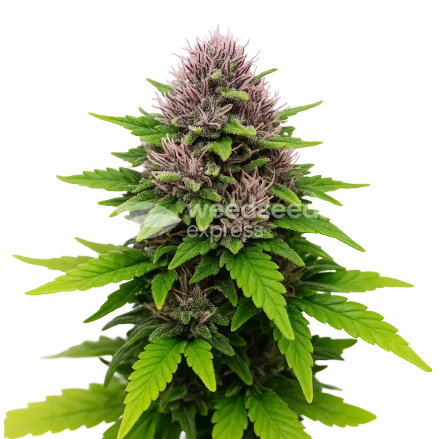 Critical Purple Auto Plant