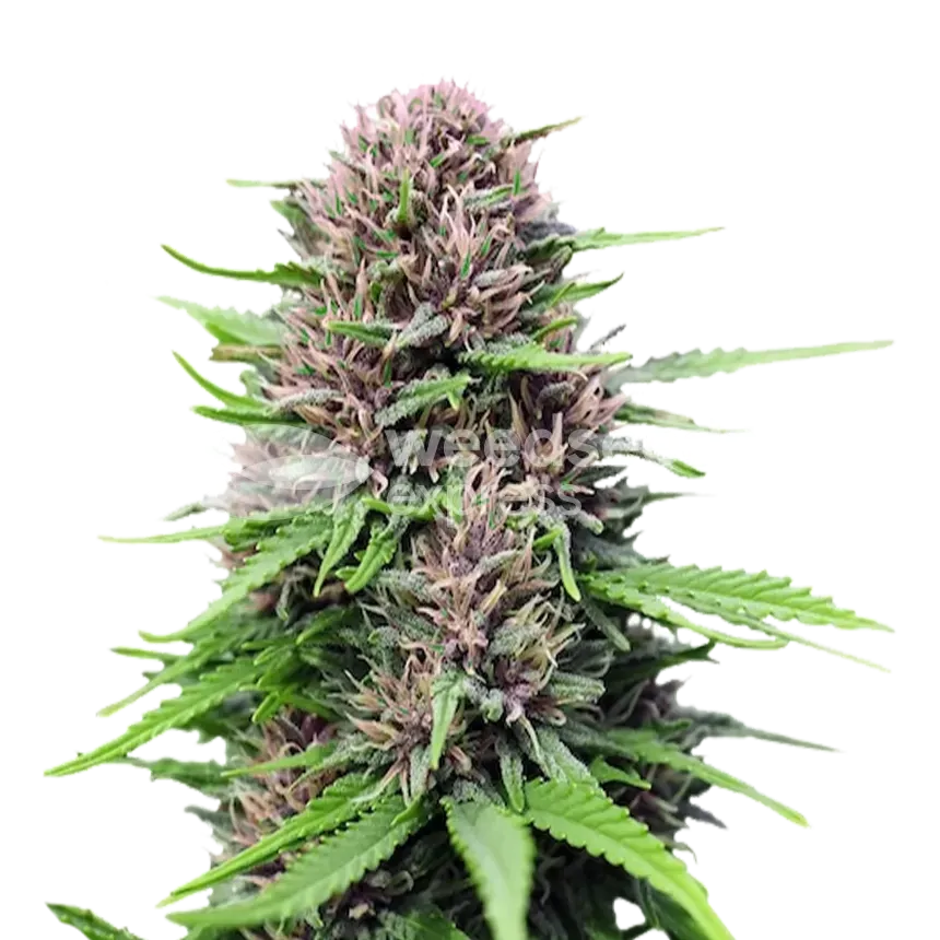 Critical Purple plant