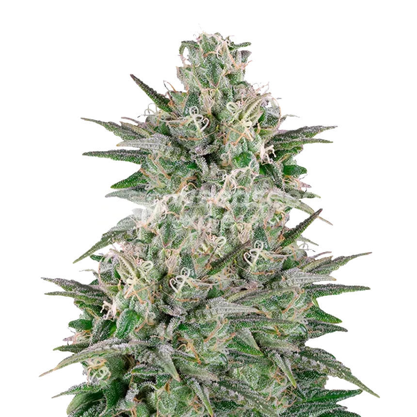 Critical White plant