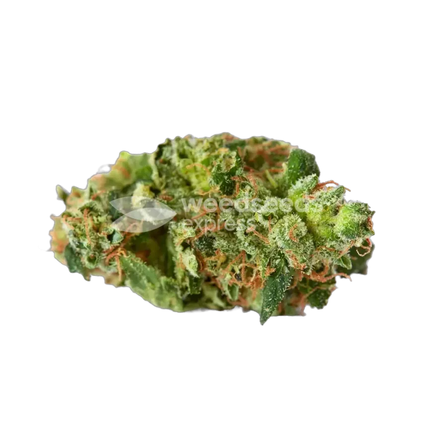 Crunch Berries Bud