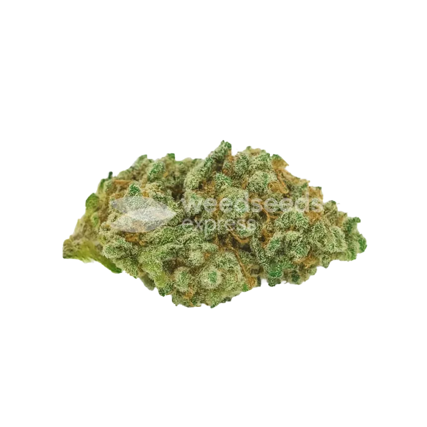 Diesel Auto Bud