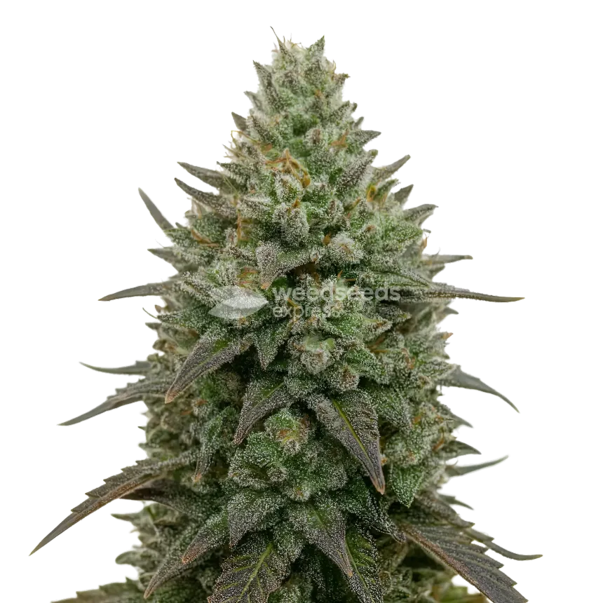 Donny Burger Cannabispflanze