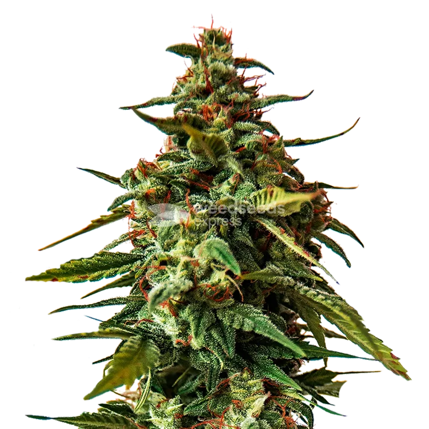 Doug's Varin Cannabis Plant