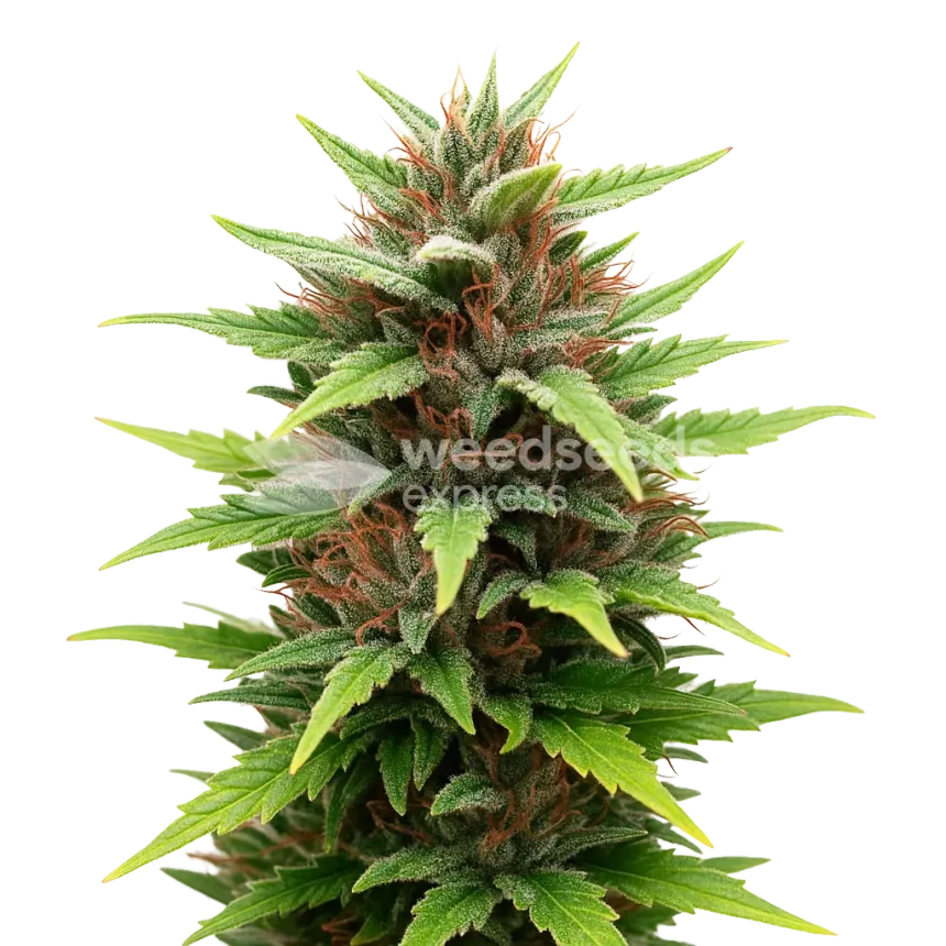 Durban Poison Auto Plant