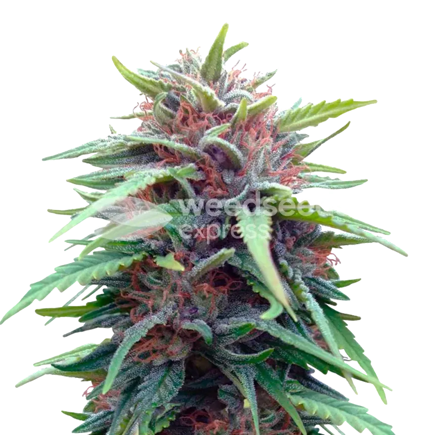 Durban Poison Autoflower Seeds - WSE NZ