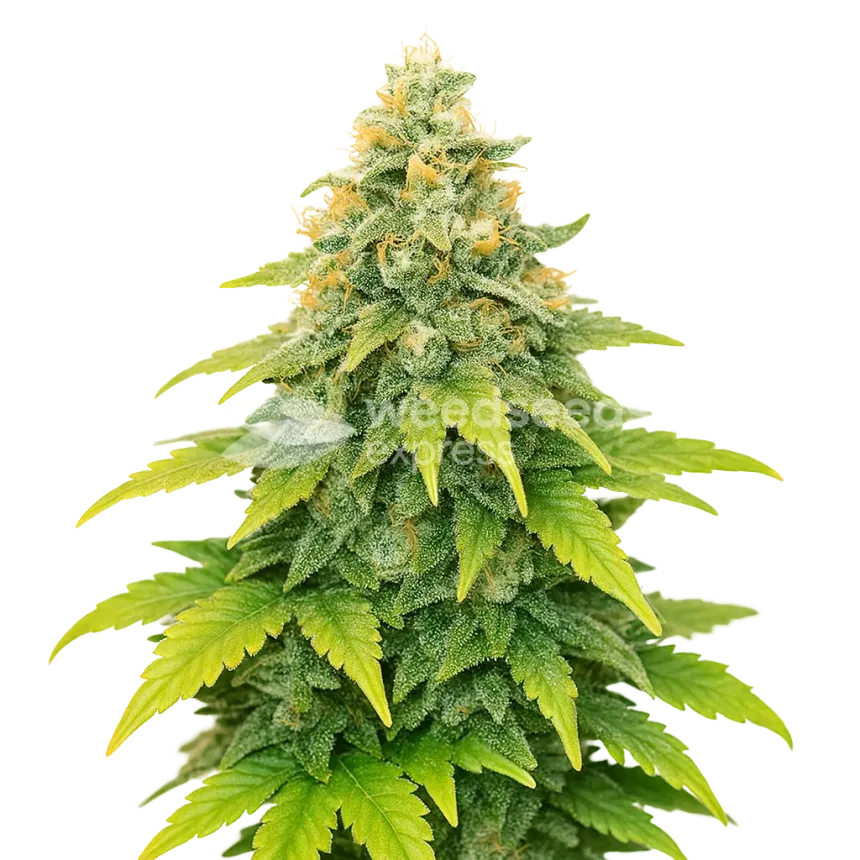Fat Bastard Auto Pflanze