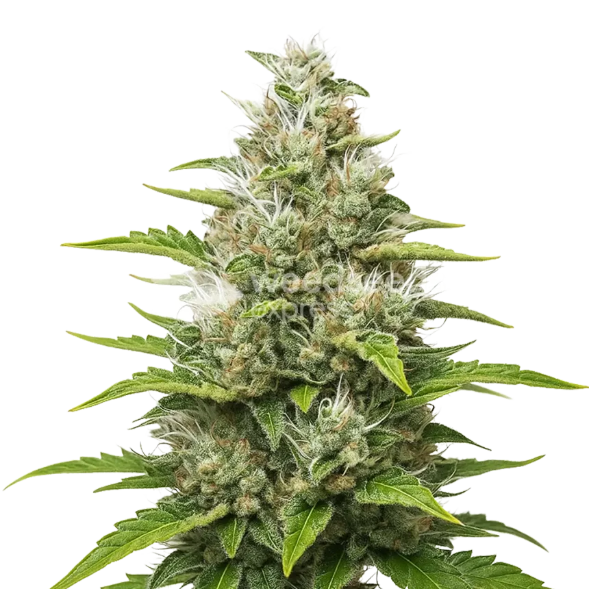 Future #1 Auto Plant