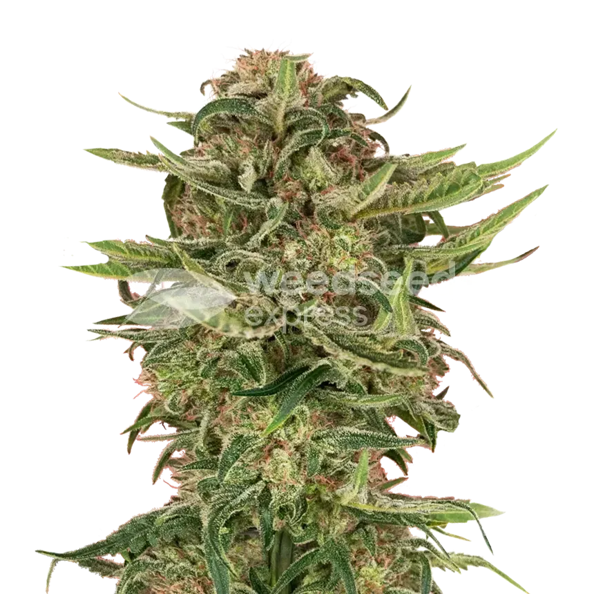 G13 plant