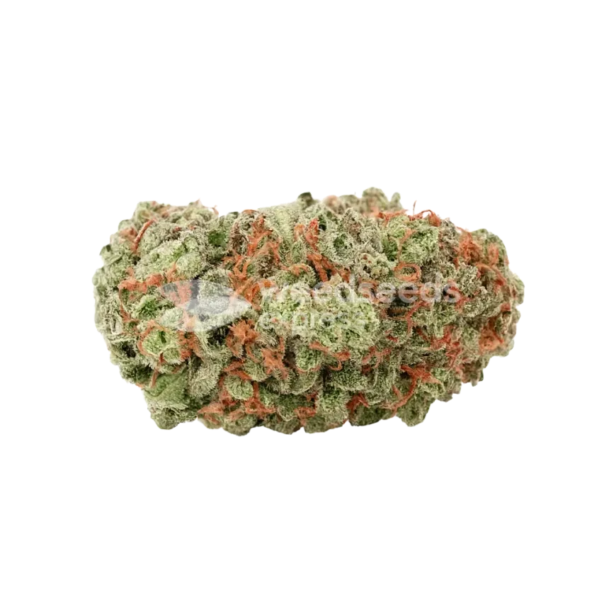 G13 Auto Bud