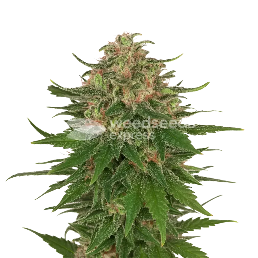 G13 Auto Plant