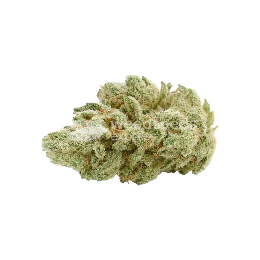 Gelato Auto Bud
