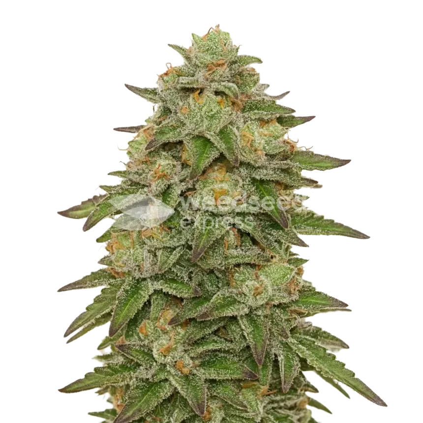 Gelato Auto Plant