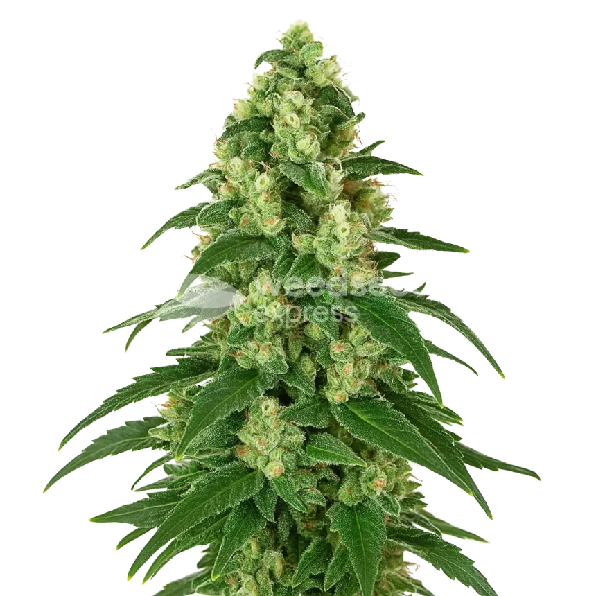 Girl Scout Cookies Auto Plant