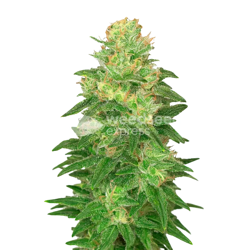 Plante de Glookies Auto