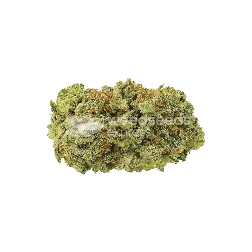 GMO Cookies Auto Bud