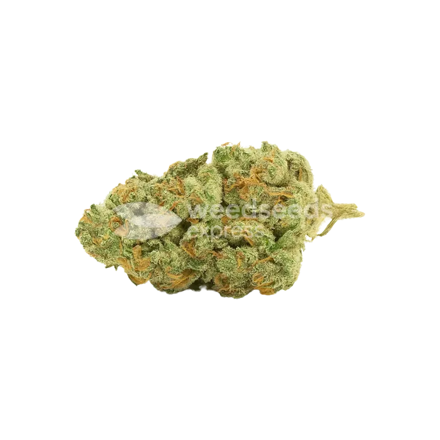 Bud de Gold Leaf Auto