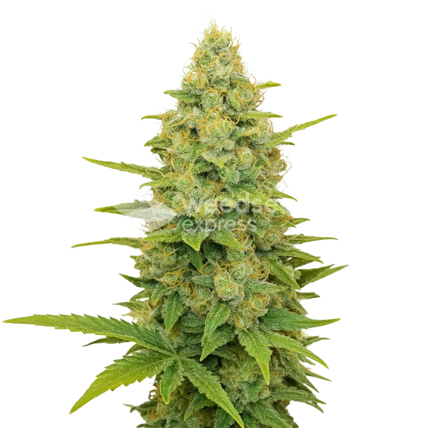 Plante de Gold Leaf Auto