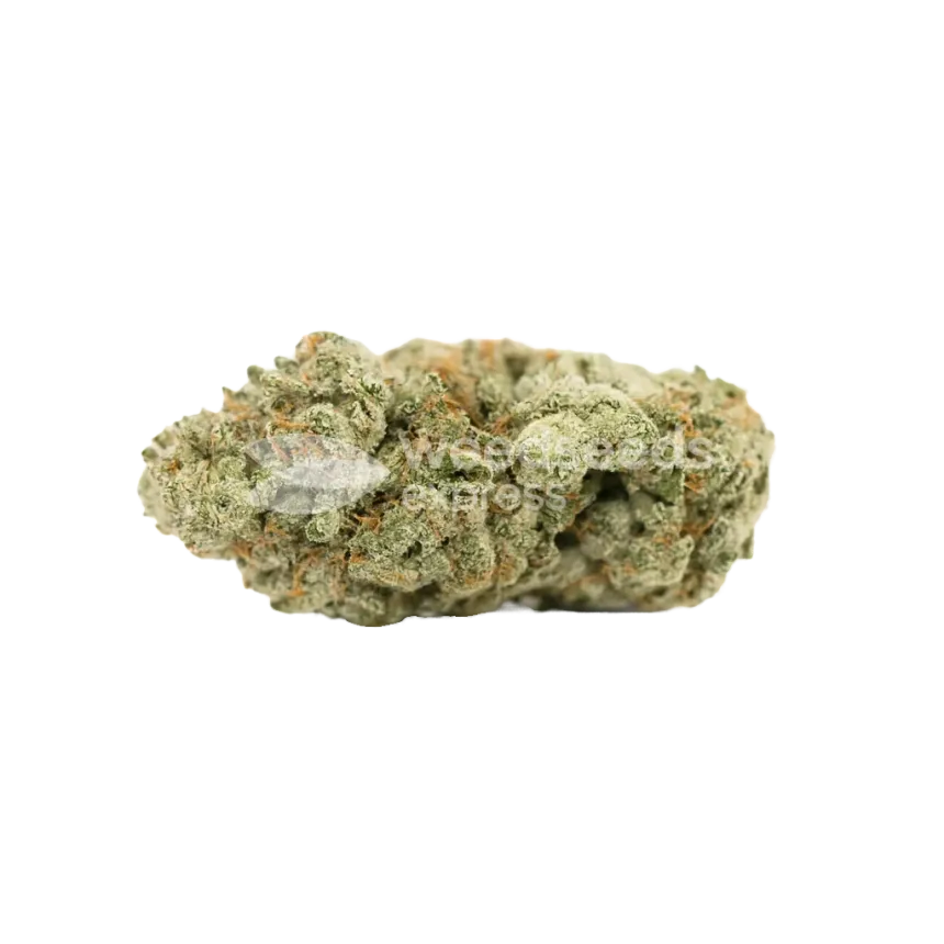 Gorilla Glue Auto Bud