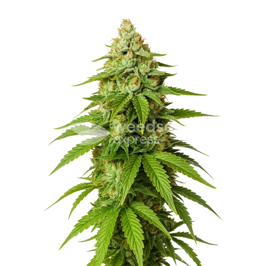 Gorilla Glue Auto Plant