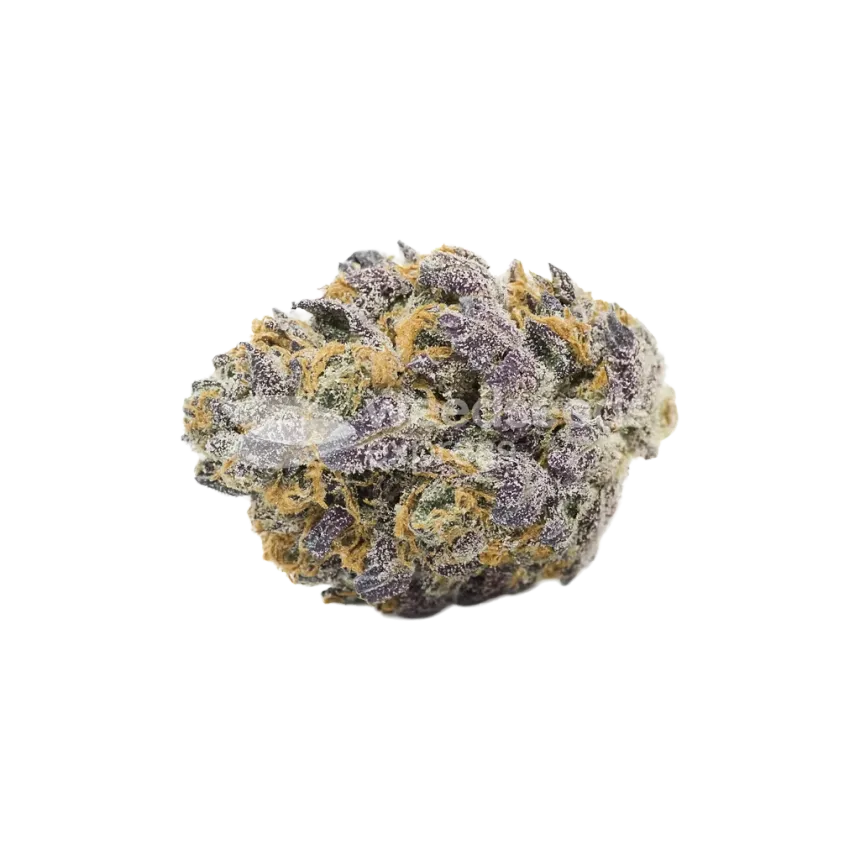 Granddaddy Purple Auto Bud