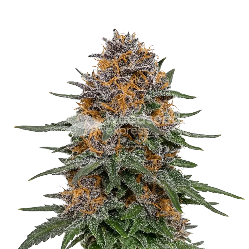 Granddaddy Purple Auto Plant