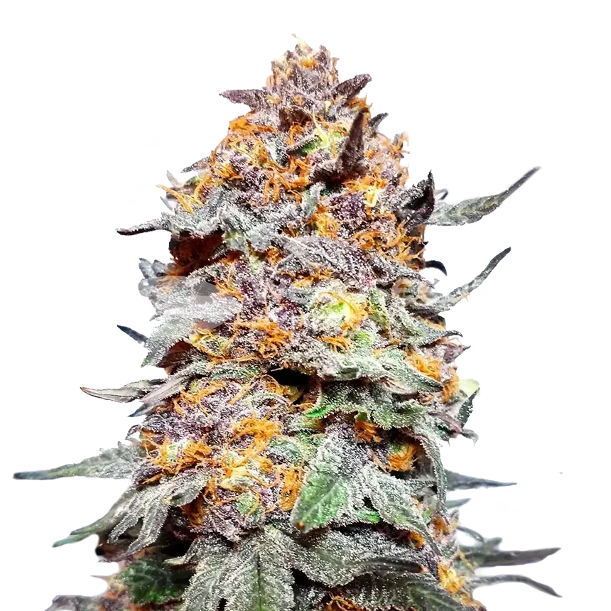 Granddaddy Purple plant