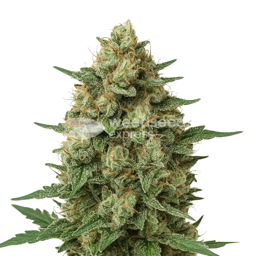 Grape Ape Auto Plant