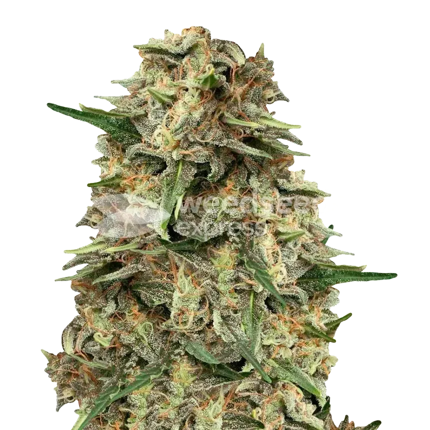 Grape Ape plant