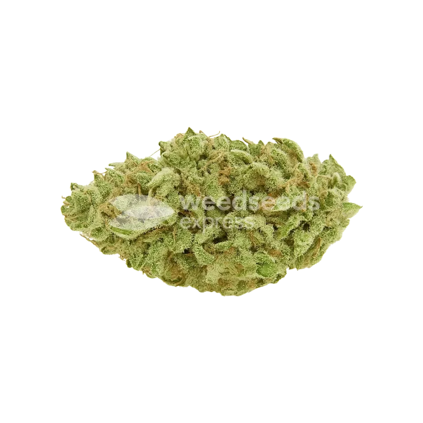 Green Crack Auto Bud