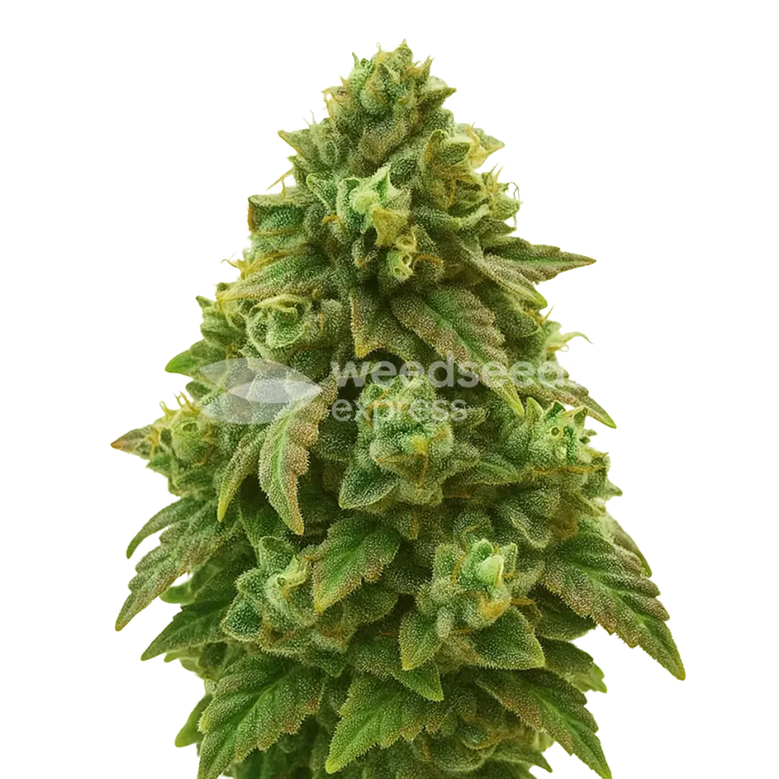 Green Crack Auto Pflanze