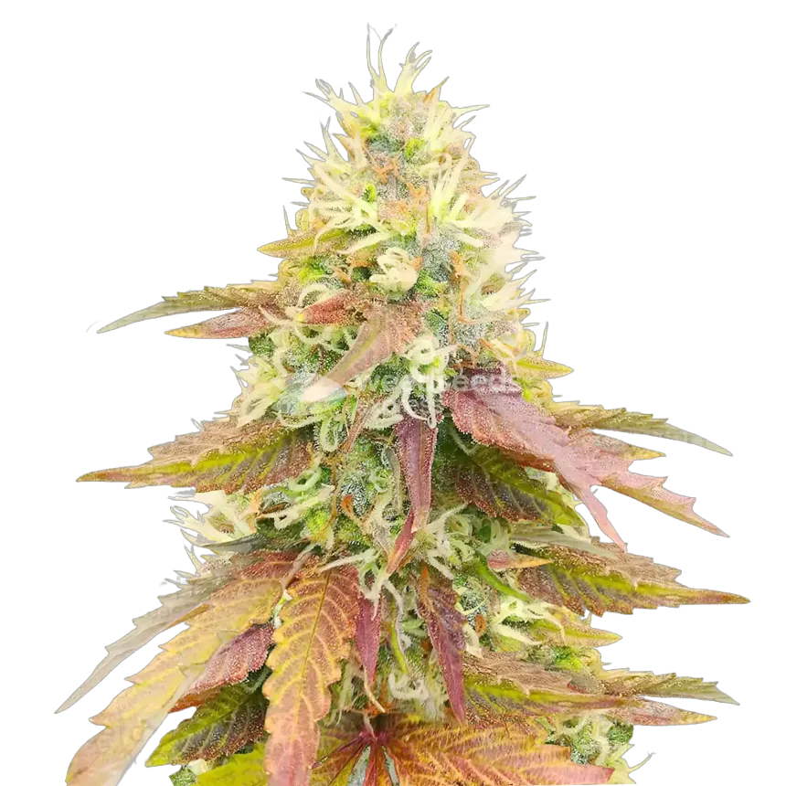 Gumbo-Cannabispflanze