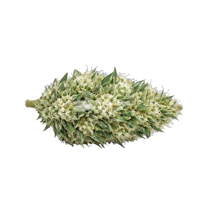 Gush Mints Autoflower Cannabis Bud