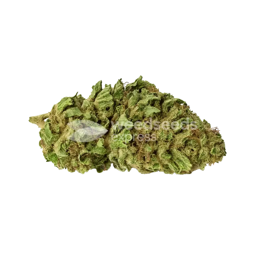 Haze Auto Bud
