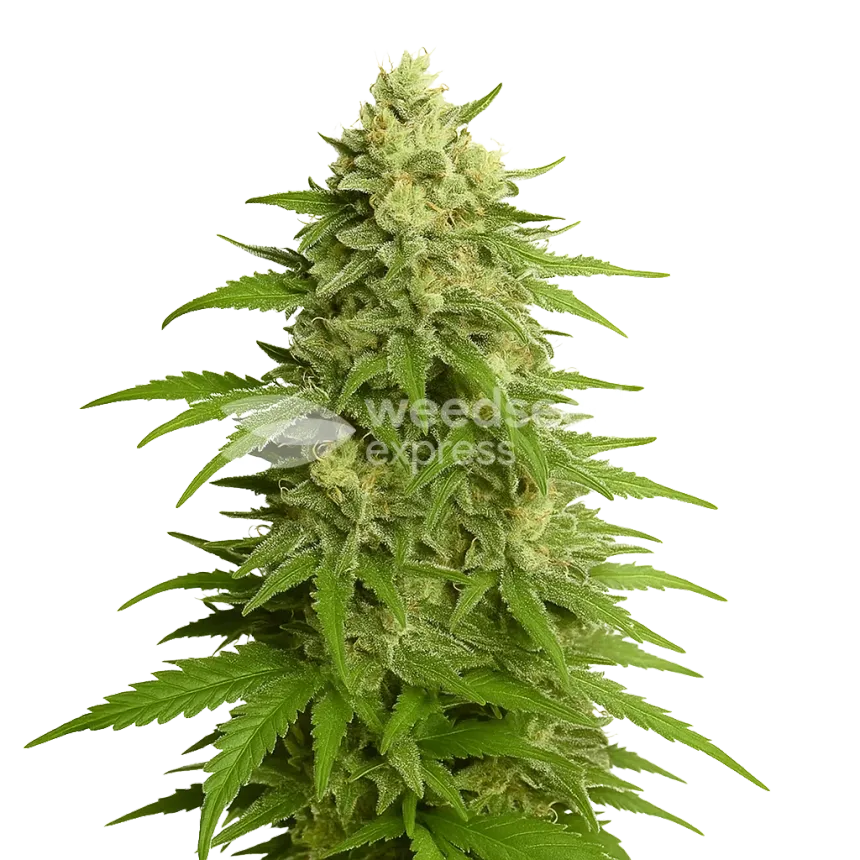 Haze Auto Plant