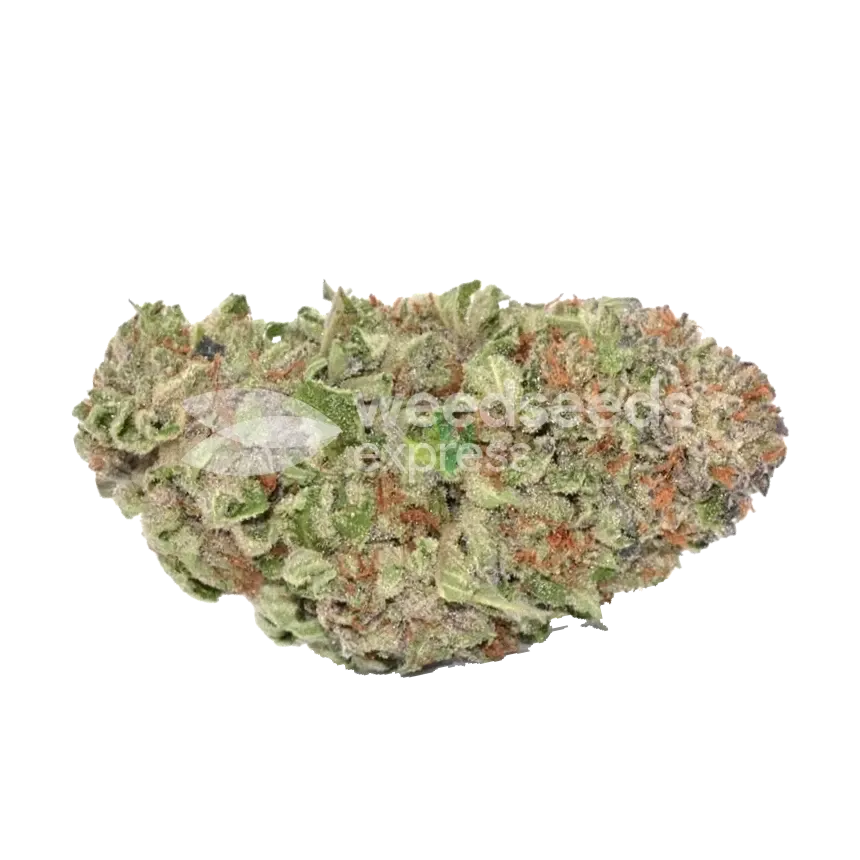 Headband Feminized Bud