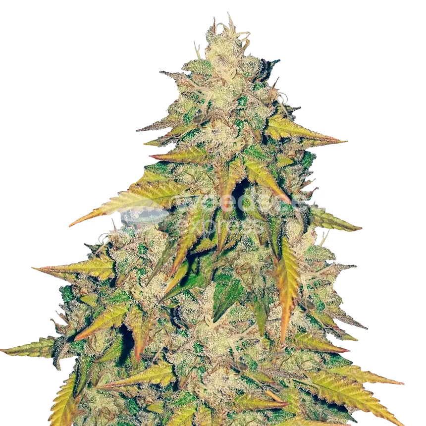 Headband Feminized Plant