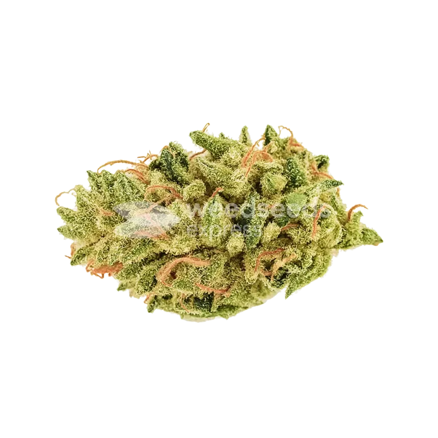 Bud de Hellfire OG Auto