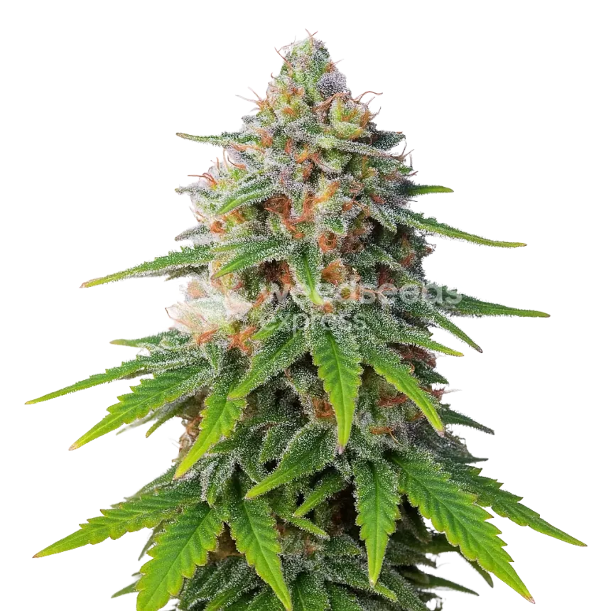 Plante de Hellfire OG Auto