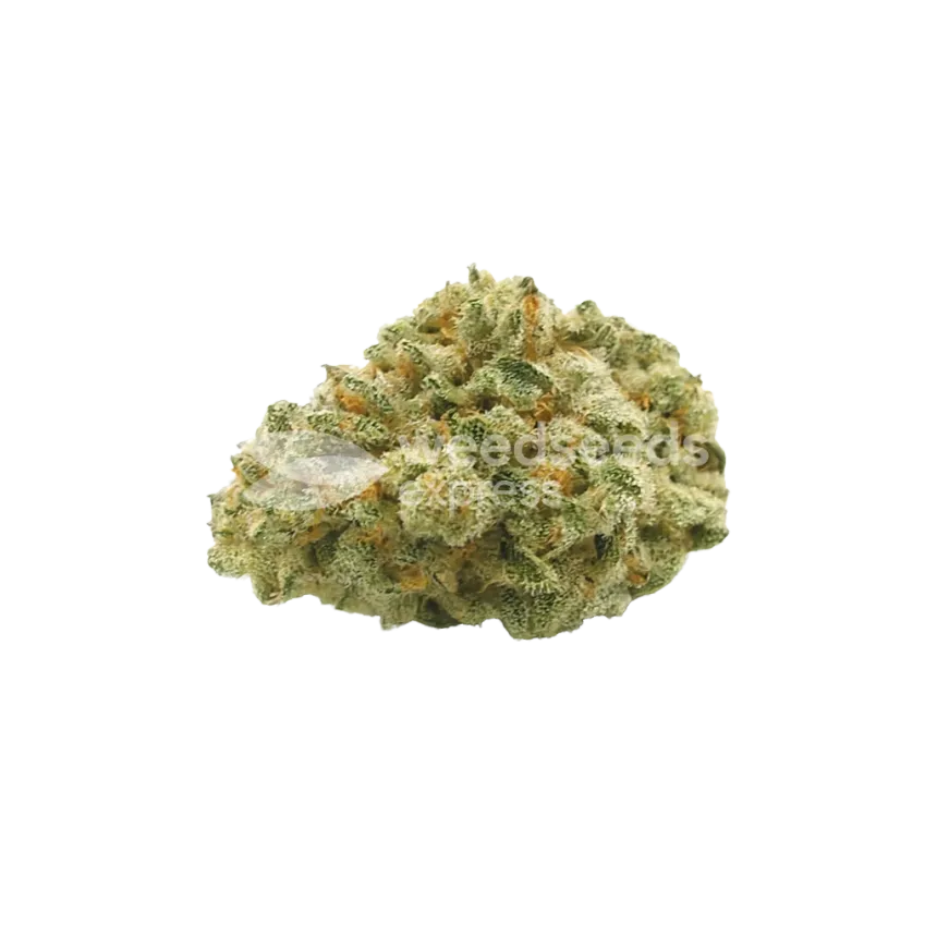 Hindu Kush Auto Bud