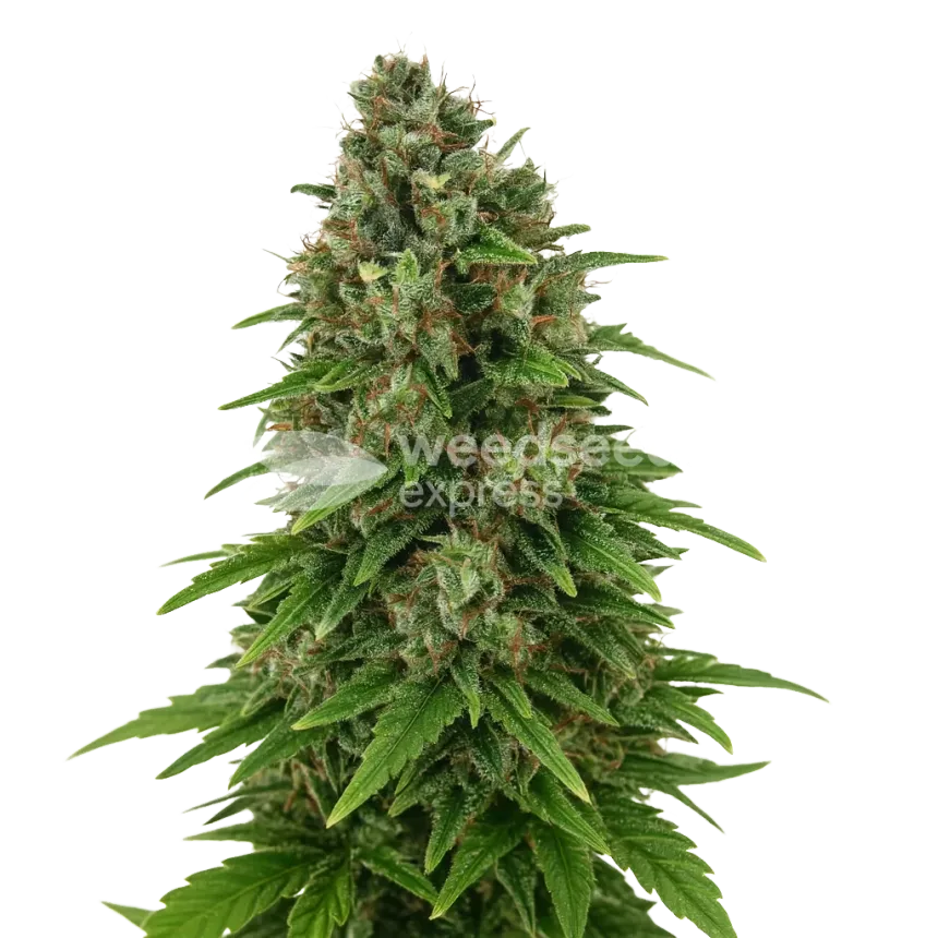 Hindu Kush Auto Plant