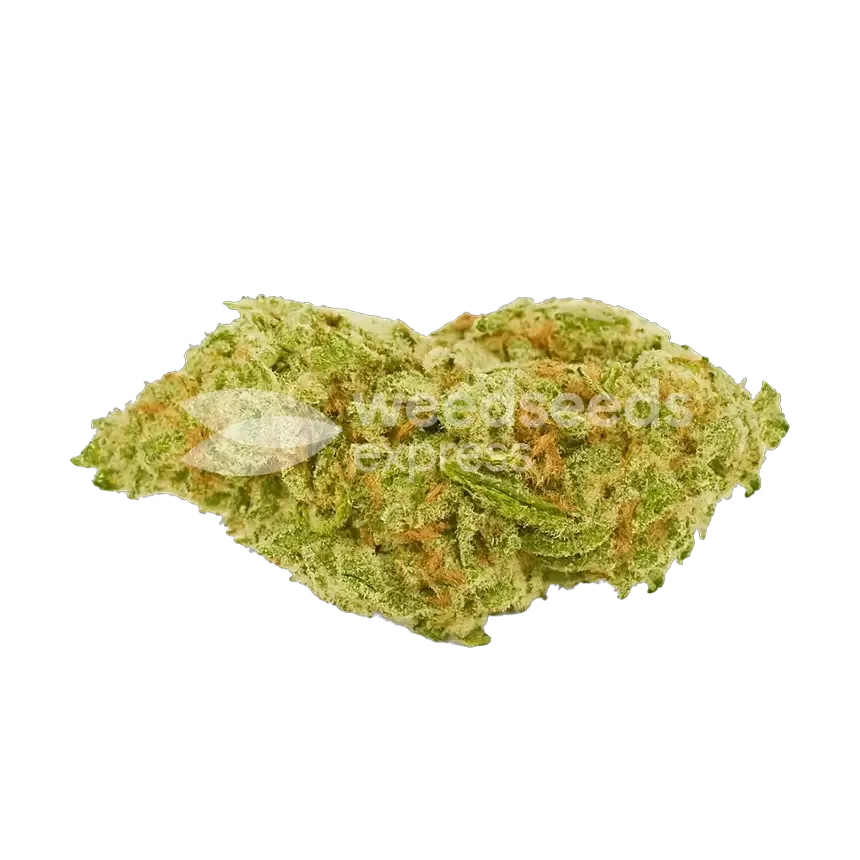 Humboldt AAutoflower-Blüte