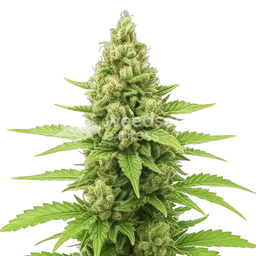 Humboldt Autoflower-Pflanze