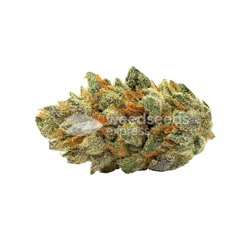 Ice Cream Cake Auto Bud
